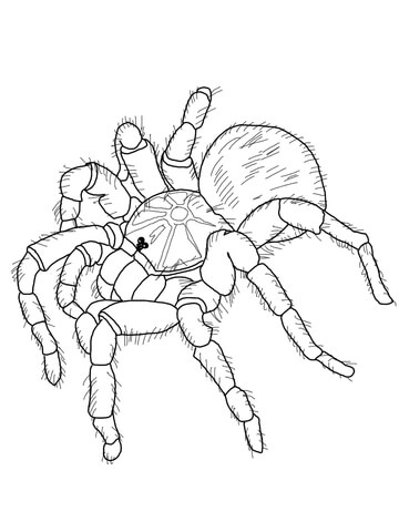 Goliath Tarantula Coloring Page